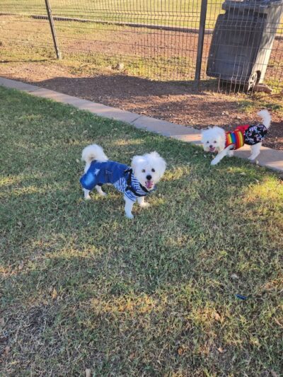 Cesar Chavez Dog Park - Laveen Village, AZ