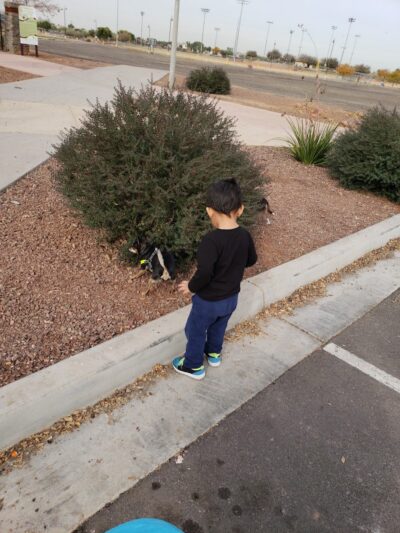 Cesar Chavez Dog Park - Laveen Village, AZ