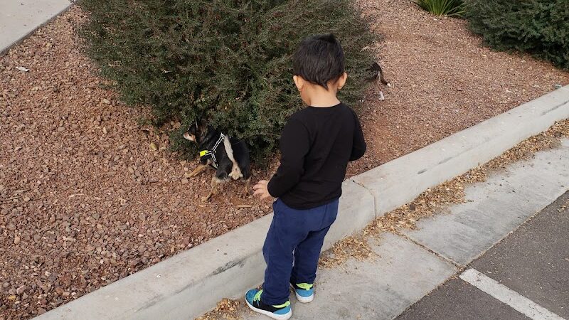 Cesar Chavez Dog Park - Laveen Village, AZ