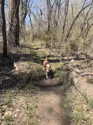 OFF-LEASH DOG PARK AT RIVERFRONT PARK - Lawrence, KS