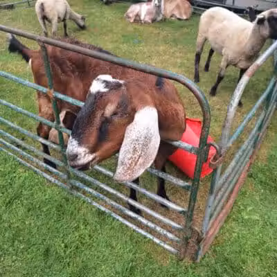 Lawrence Park - Lawrence,