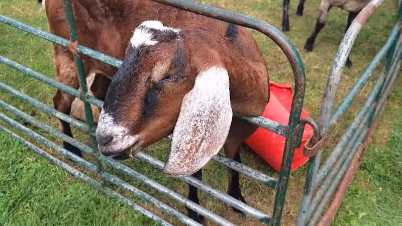 Lawrence Park - Lawrence,