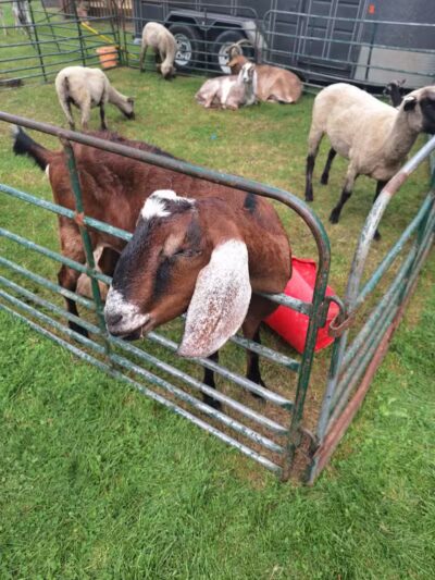 Lawrence Park - Lawrence,