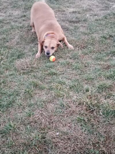 Hammond Creek Dog Park - Lawrenceburg, KY