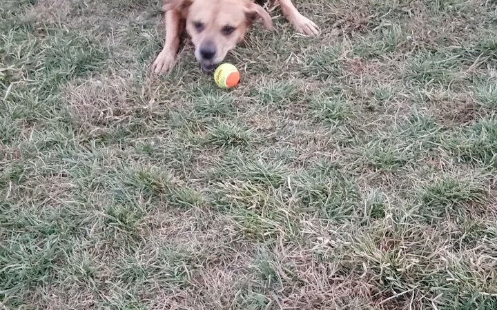 Hammond Creek Dog Park - Lawrenceburg, KY
