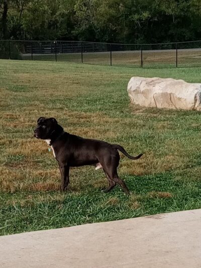 Hammond Creek Dog Park - Lawrenceburg, KY