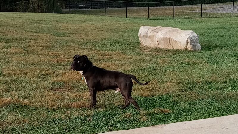 Hammond Creek Dog Park - Lawrenceburg, KY