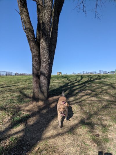 Hammond Creek Dog Park - Lawrenceburg, KY