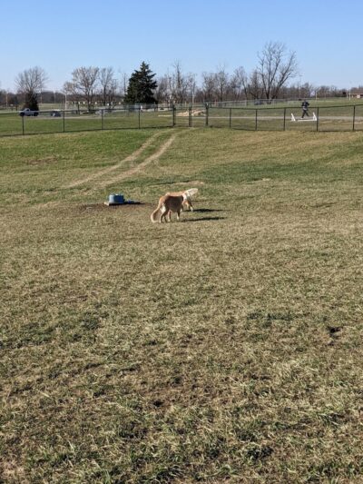 Hammond Creek Dog Park - Lawrenceburg, KY