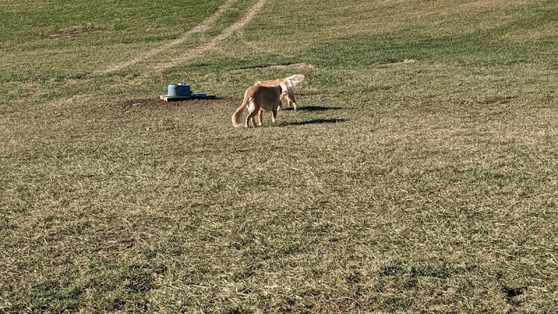 Hammond Creek Dog Park - Lawrenceburg, KY