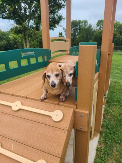 Hammond Creek Dog Park - Lawrenceburg, KY