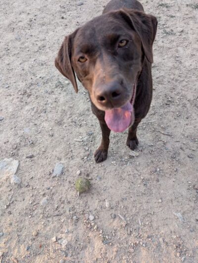 Leadville Dog Park - Leadville, CO