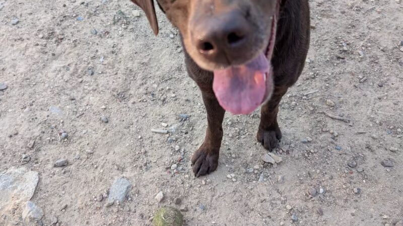 Leadville Dog Park - Leadville, CO