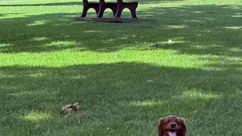 Waggin' Tails Dog Park - Leavenworth, KS