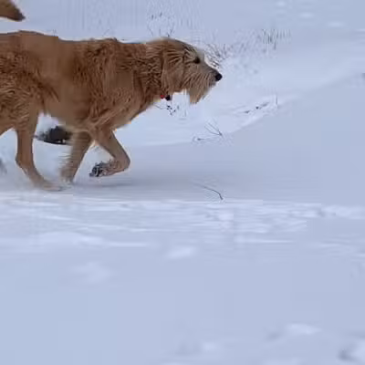 Leawoof Dog Park - Leawood, KS