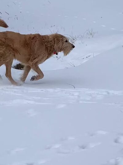 Leawoof Dog Park - Leawood, KS
