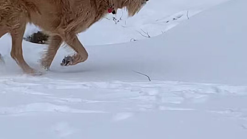 Leawoof Dog Park - Leawood, KS