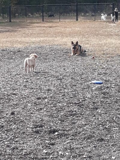 Friend Lee Pets Dog Park - Lee, NH