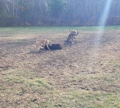 Friend Lee Pets Dog Park - Lee, NH