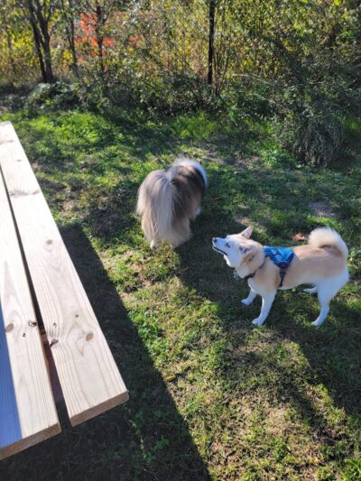 Friend Lee Pets Dog Park - Lee, NH