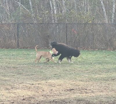 Friend Lee Pets Dog Park - Lee, NH