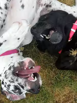 Leesport Pet Resort - Leesport, PA