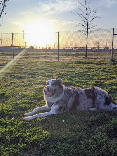 Waggin' Tails Dog Park - Lemoore, CA