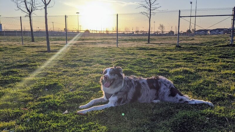 Waggin' Tails Dog Park - Lemoore, CA