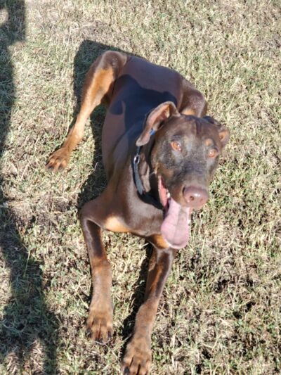 Waggin' Tails Dog Park - Lemoore, CA