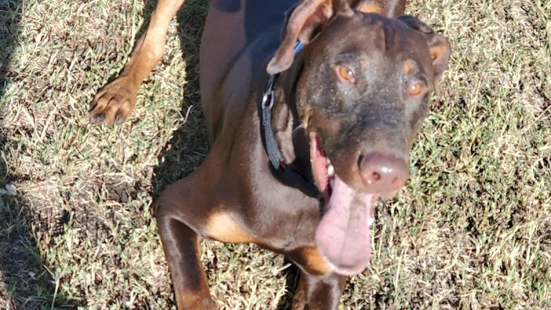 Waggin' Tails Dog Park - Lemoore, CA