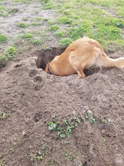 Waggin' Tails Dog Park - Lemoore, CA
