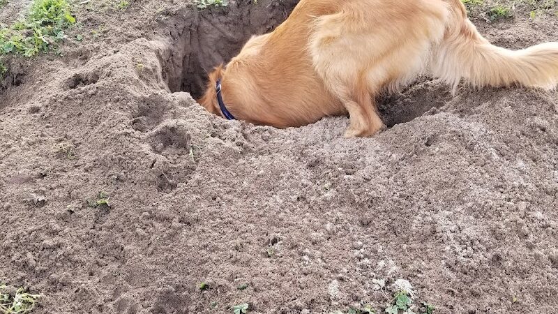 Waggin' Tails Dog Park - Lemoore, CA