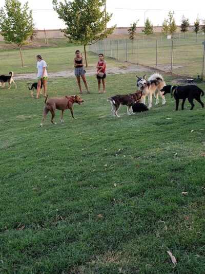 Waggin' Tails Dog Park - Lemoore, CA