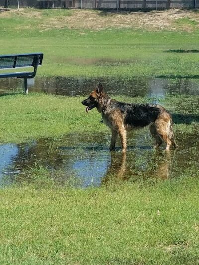 Waggin' Tails Dog Park - Lemoore, CA