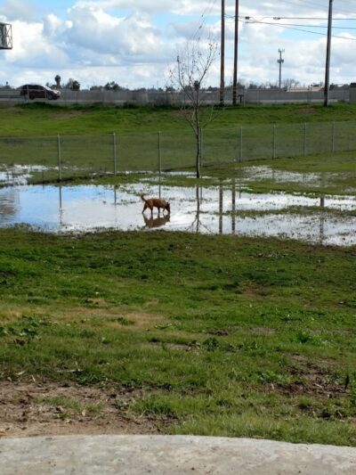 Waggin' Tails Dog Park - Lemoore, CA