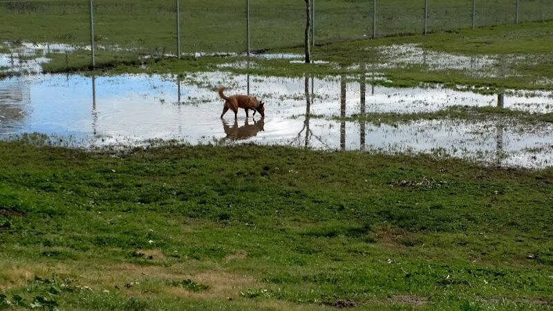 Waggin' Tails Dog Park - Lemoore, CA