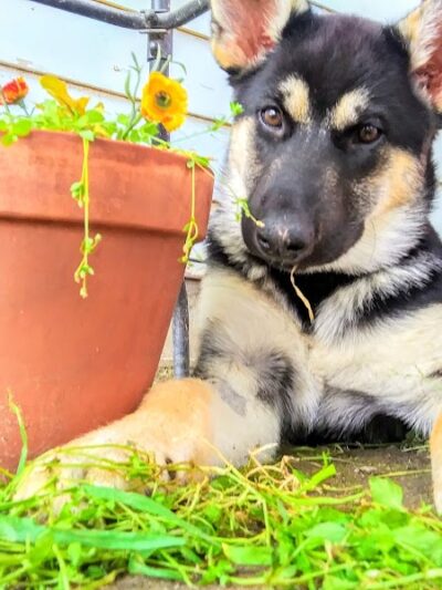 Waggin' Tails Dog Park - Lemoore, CA