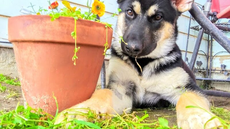 Waggin' Tails Dog Park - Lemoore, CA