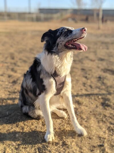 Waggin' Tails Dog Park - Lemoore, CA