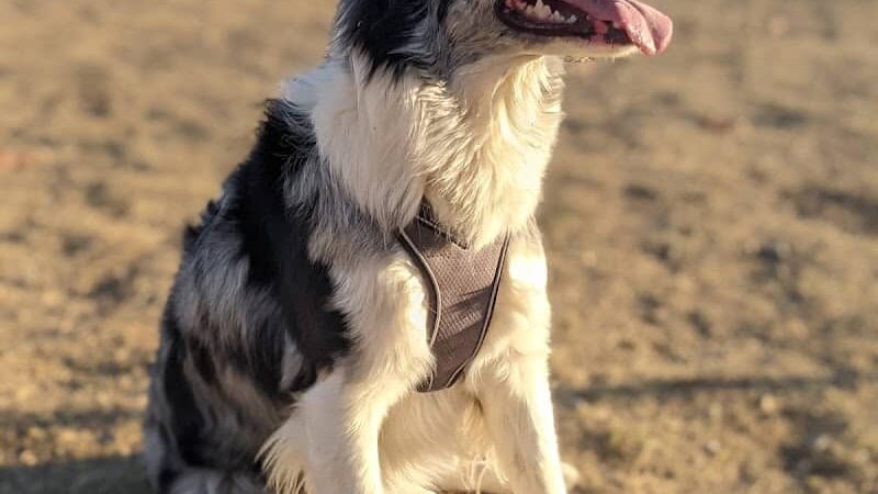 Waggin' Tails Dog Park - Lemoore, CA