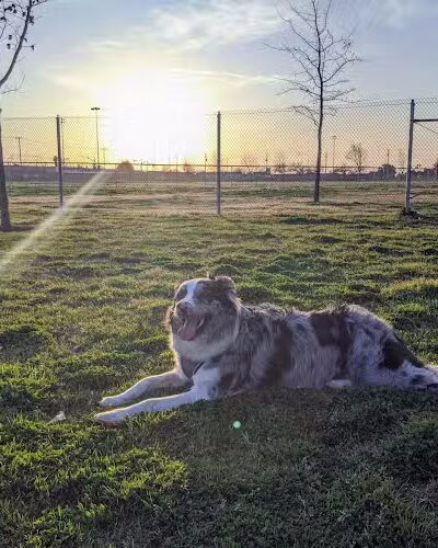 Waggin' Tails Dog Park - Lemoore, CA