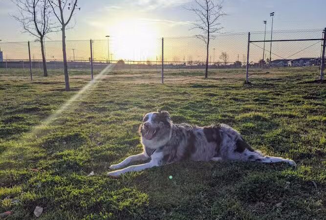 Waggin' Tails Dog Park - Lemoore, CA