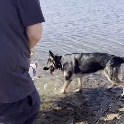 Shawnee Mission Park Dog Beach - Lenexa, KS