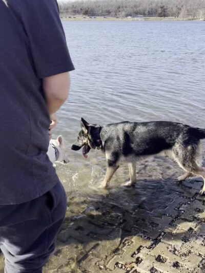 Shawnee Mission Park Dog Beach - Lenexa, KS