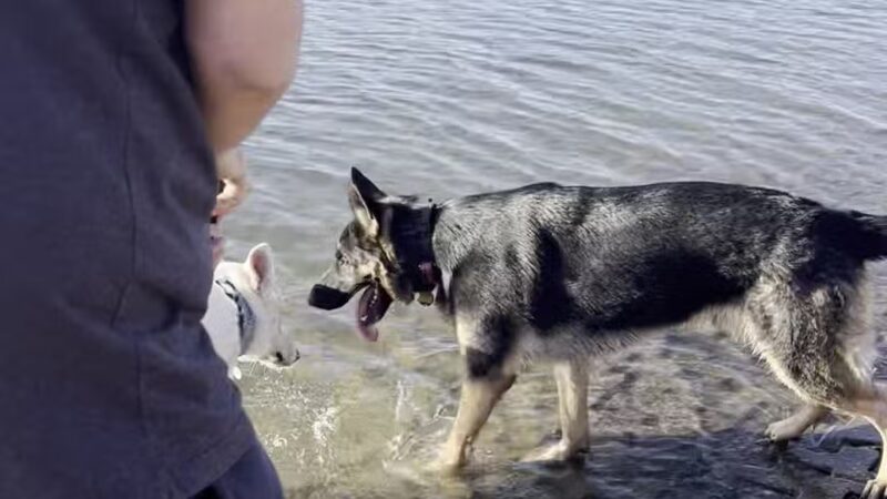 Shawnee Mission Park Dog Beach - Lenexa, KS