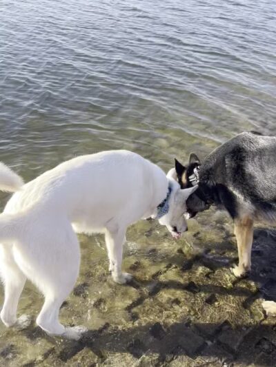 Shawnee Mission Park Dog Beach - Lenexa, KS