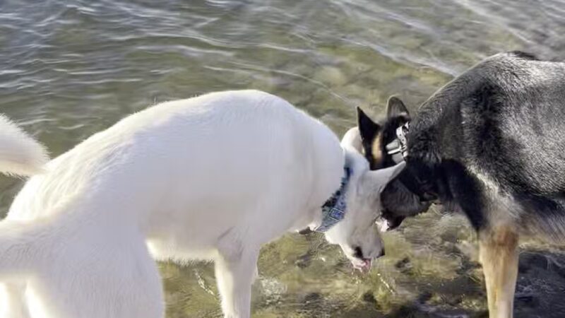 Shawnee Mission Park Dog Beach - Lenexa, KS