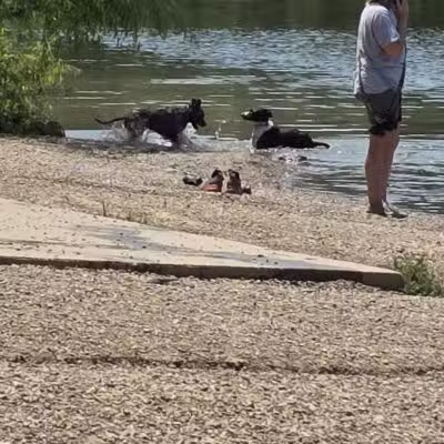 Shawnee Mission Park Dog Beach - Lenexa, KS