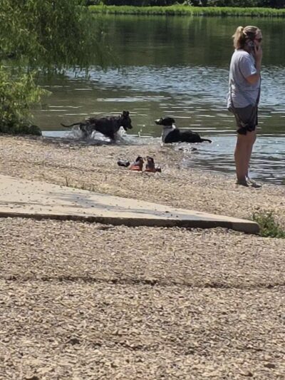 Shawnee Mission Park Dog Beach - Lenexa, KS
