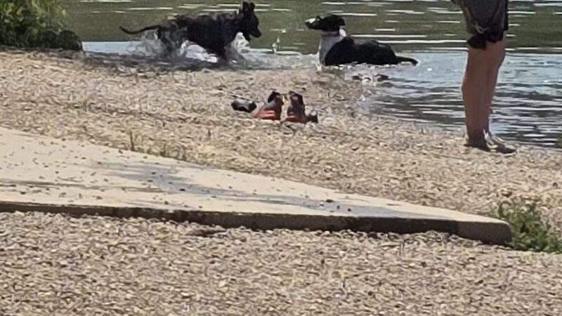 Shawnee Mission Park Dog Beach - Lenexa, KS